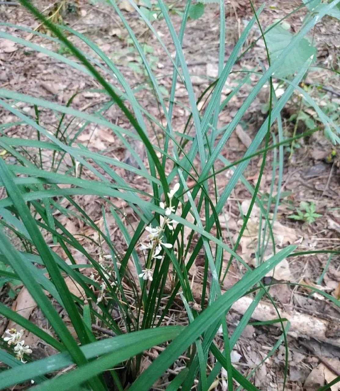 野外遇到这个别乱挖,别想着占为己有,小心牢底坐穿