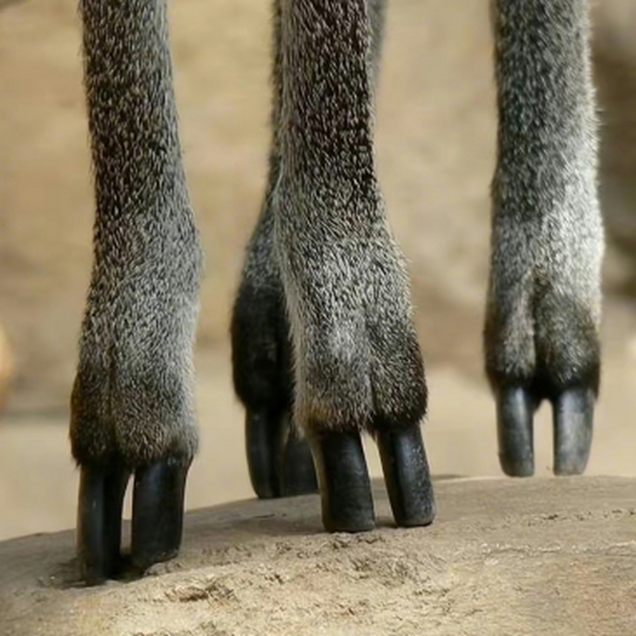 山羊蹄子的特写,就像一位优雅的芭蕾舞者轻踮起脚尖,实在是太优雅了