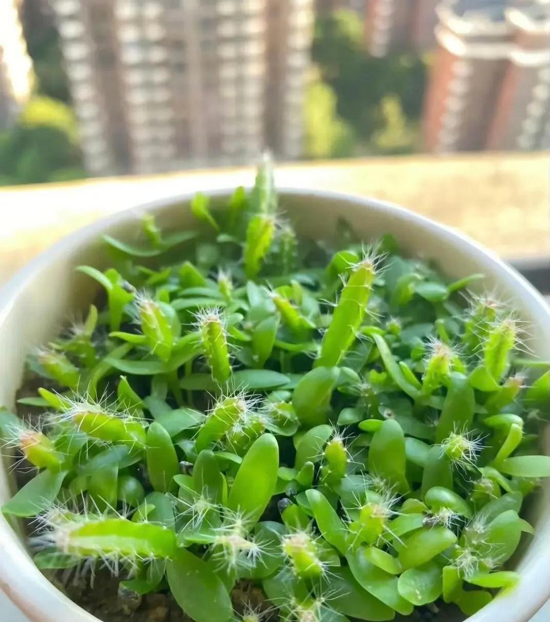 吃火龙果籽儿可别扔了,随手一放就收获绿油油的盆栽!