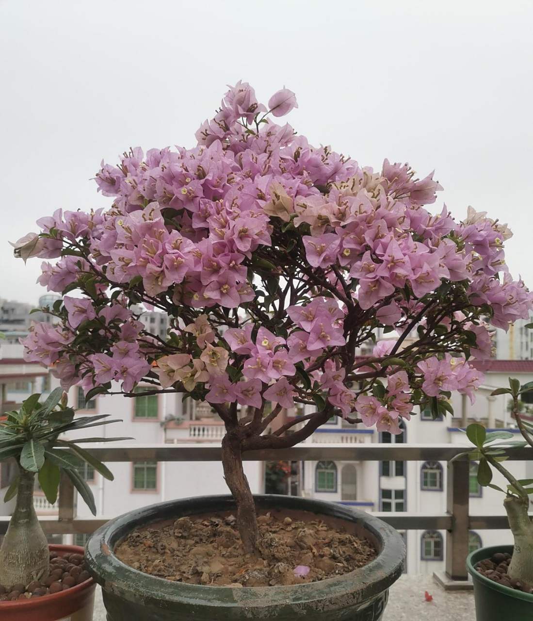 三角梅"苹果花"开花的样子,夏季白色, 粉色.