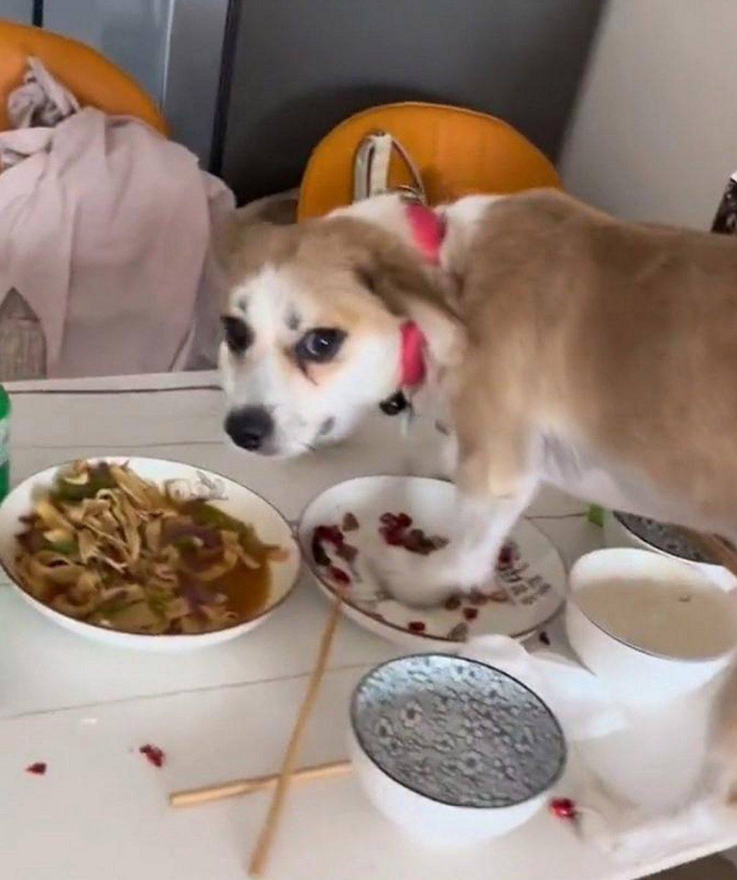 今晚吃狗肉火锅!