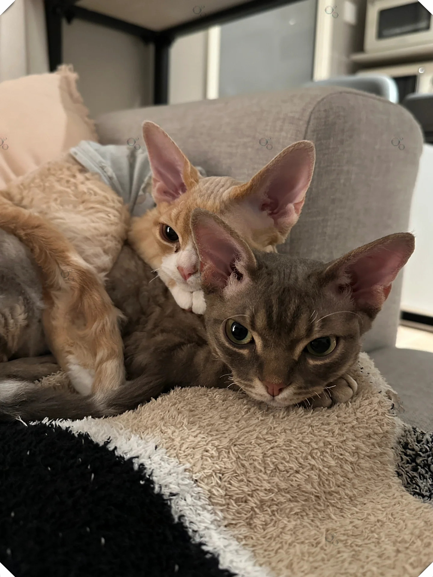 贴贴嘛 giegie和我贴贴嘛怎么会有这么会撒娇的小猫子哟