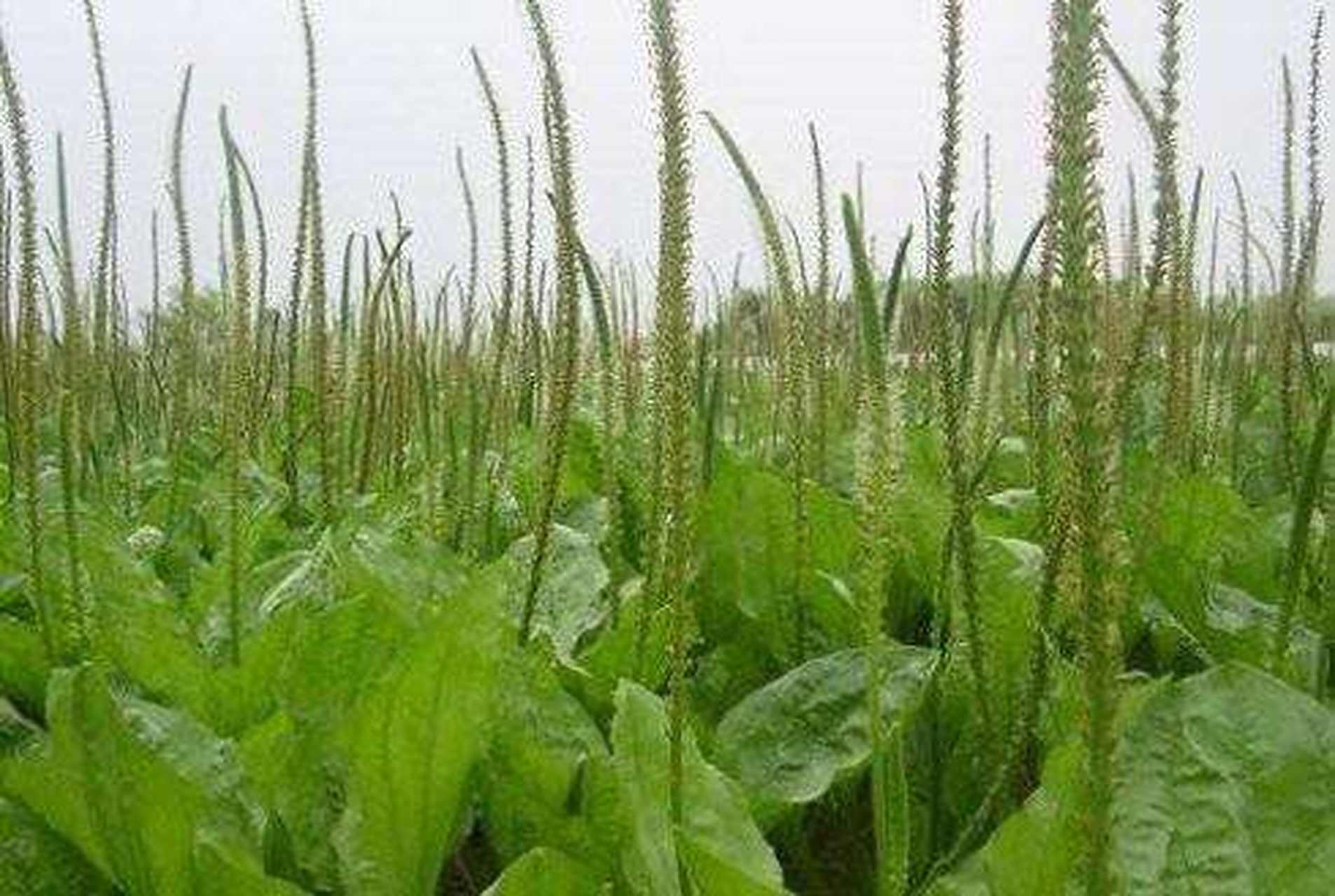 洋车前子壳也叫圆苞车前子壳,其对减肥有绝佳效果,同时也是治疗便泌的