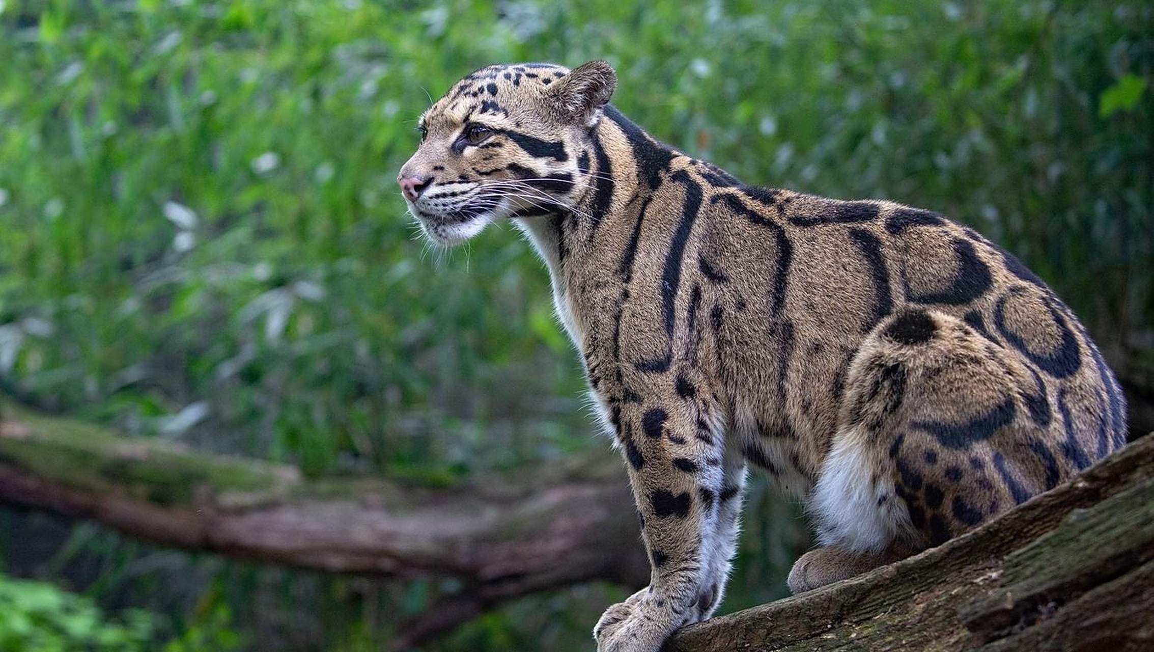 1972年,台湾的动物学家向全世界宣布:台湾特有的云豹灭绝了!