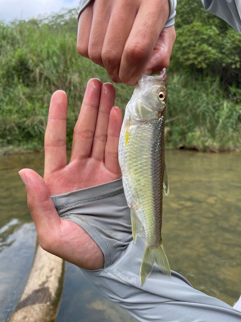 水面系中双尾马口 一个饵中两条马口,  白条也好大 #钓鱼# #钓鱼技巧