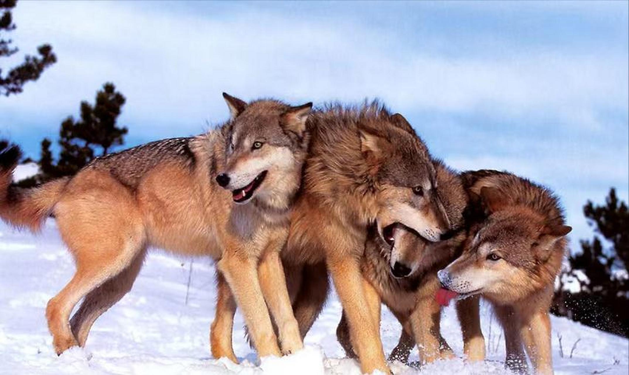 狼群中只有头狼夫妇拥有交配权,那么其他成员想要繁殖后代该怎么办?