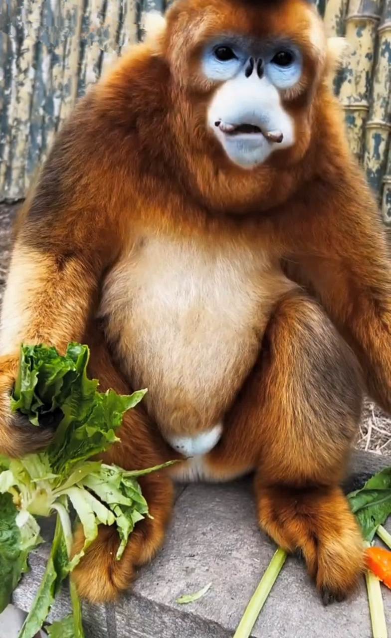 这位可爱的猴子朋友可真是引人猜想!