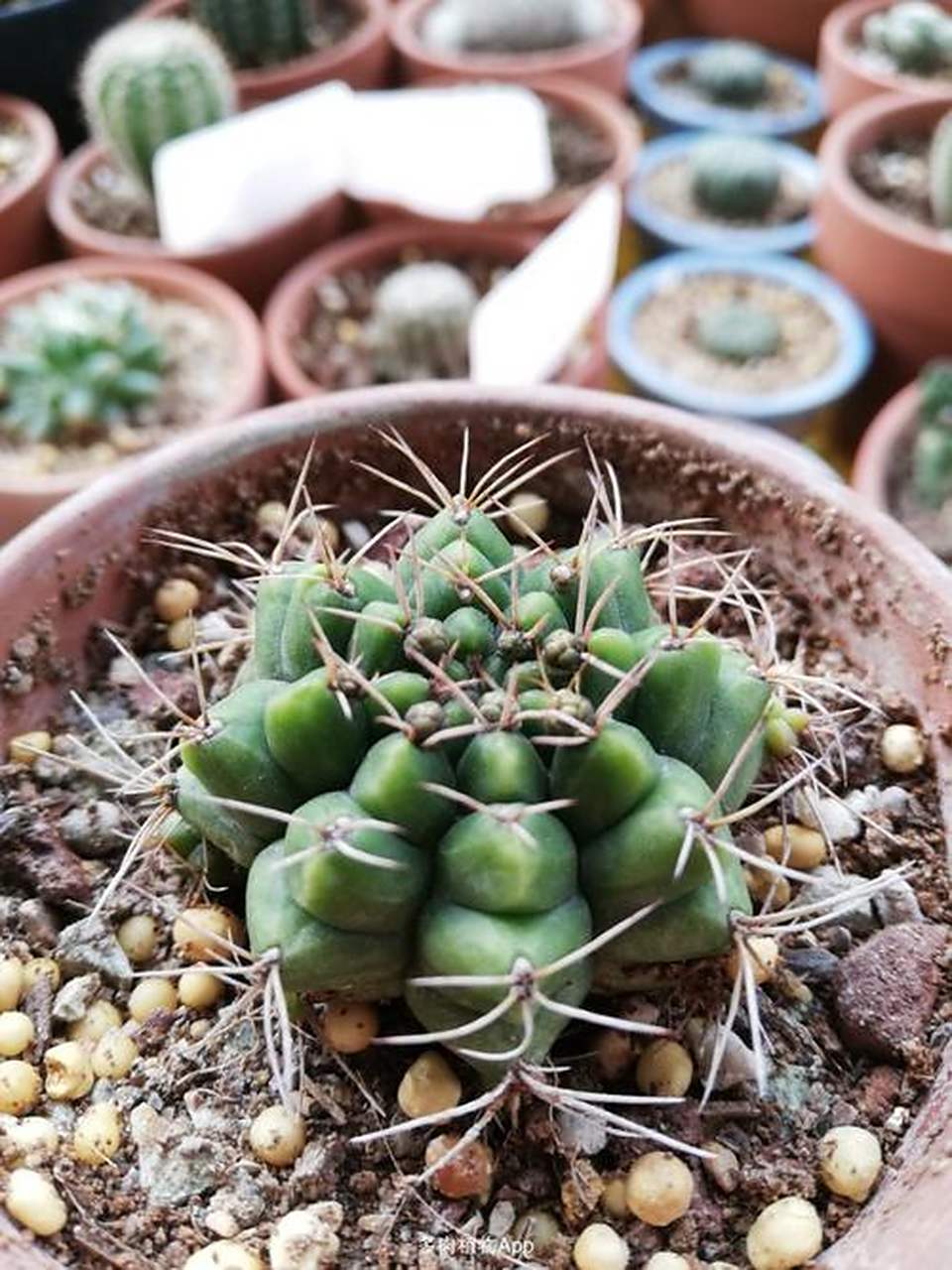 认识仙人球——丽蛇丸 丽蛇丸是仙人掌科裸萼球属植物.