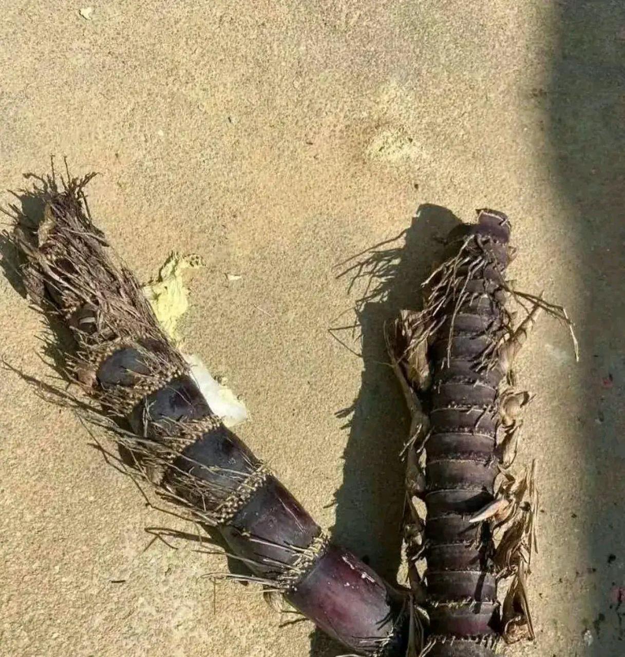 吃了这根甘蔗估计牙都碎了
