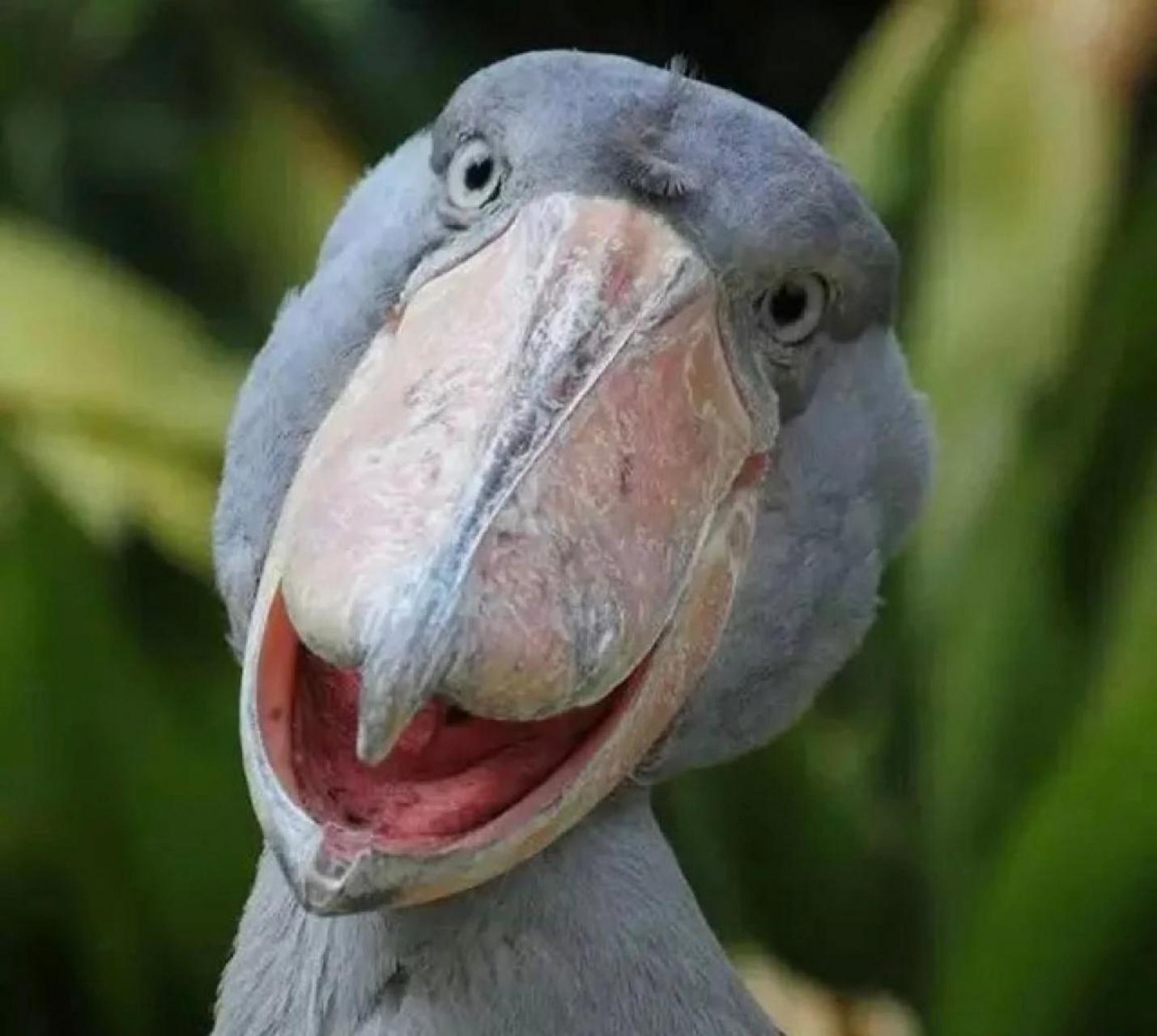 丑到极致就是萌:"鸟中二哈"鲸头鹳,幼年鳄鱼的天敌,数量估计在5000至