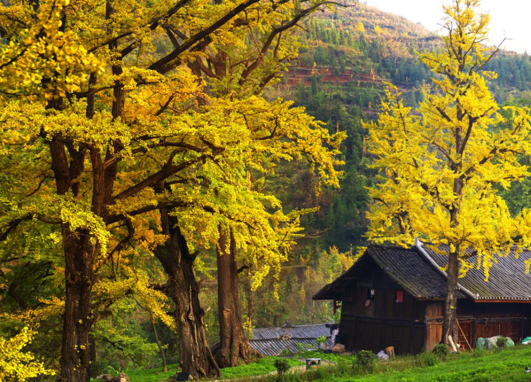 盘州古银杏风景区图片