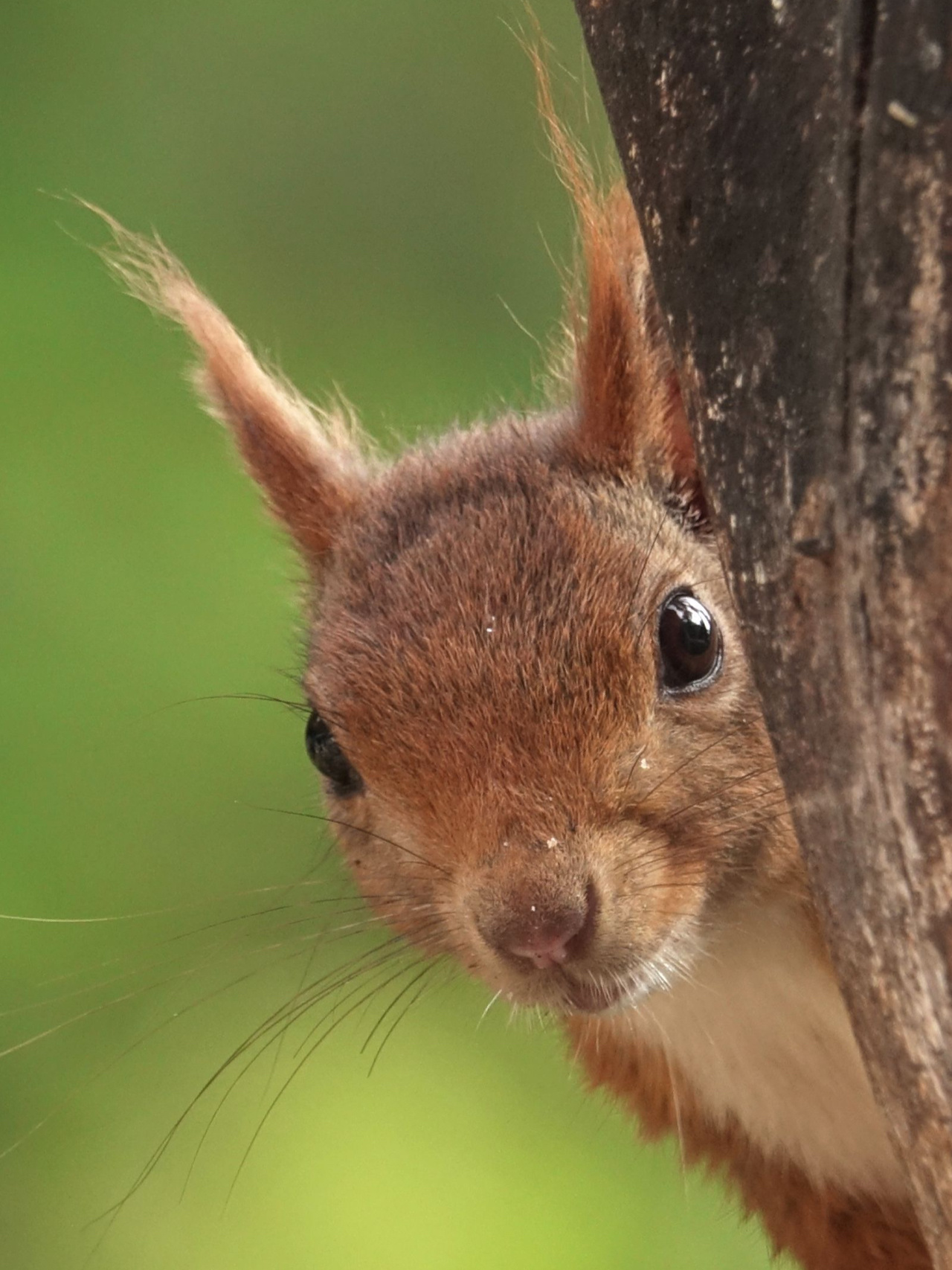 分类:动物界,脊索动物门,哺乳纲,真兽亚纲,啮齿目,松鼠亚目,松鼠科
