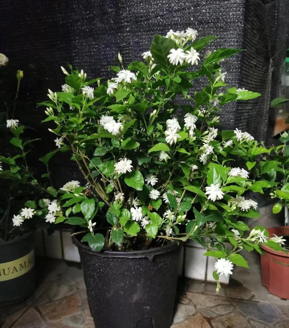 喜欢芳香植物的朋友,可以养这种花——笔尖茉莉,茉莉花界的"香气之王"