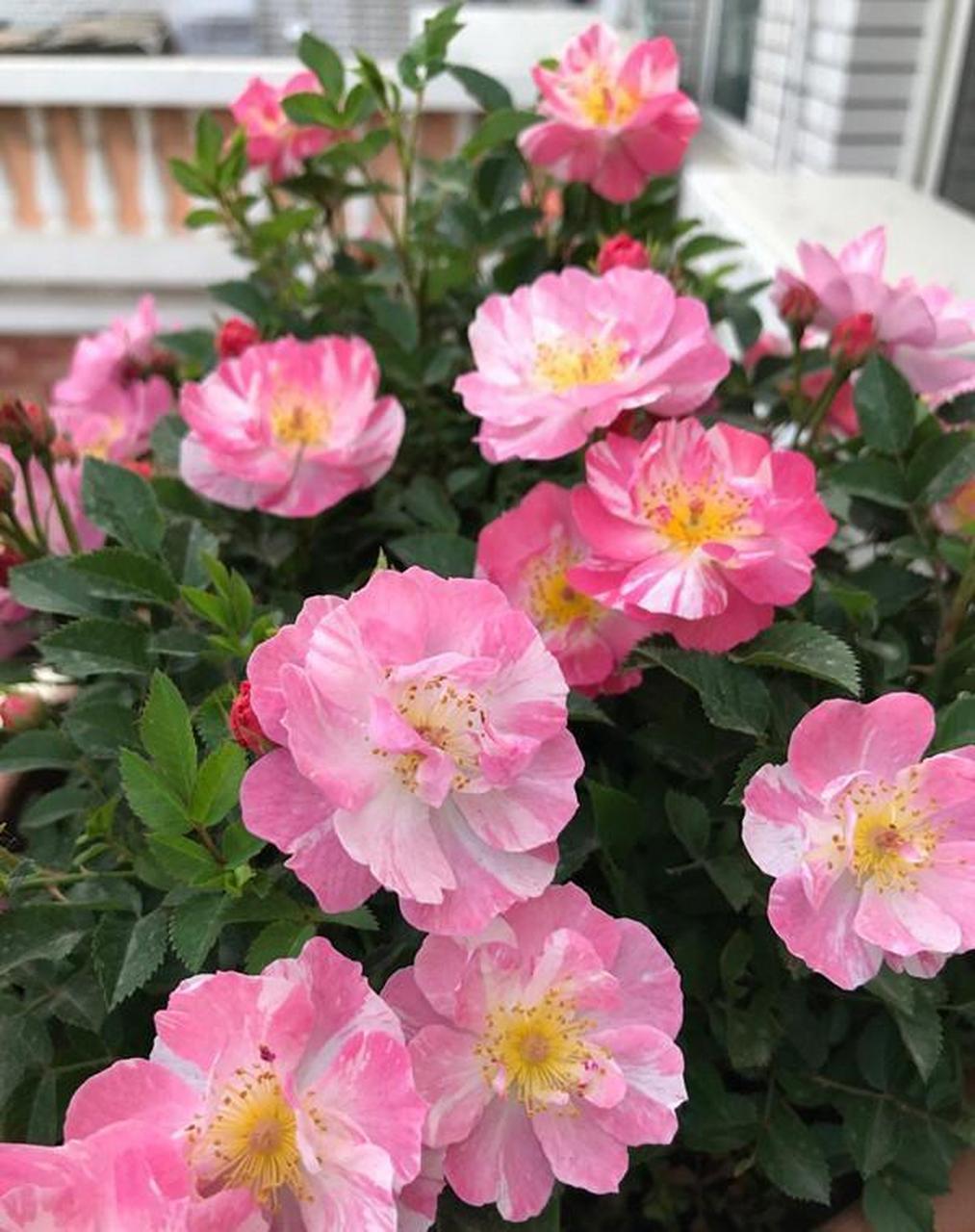 莉莉玫瑰是一款微型月季,近些年比较流行的"网红花",它是法国戴尔巴德