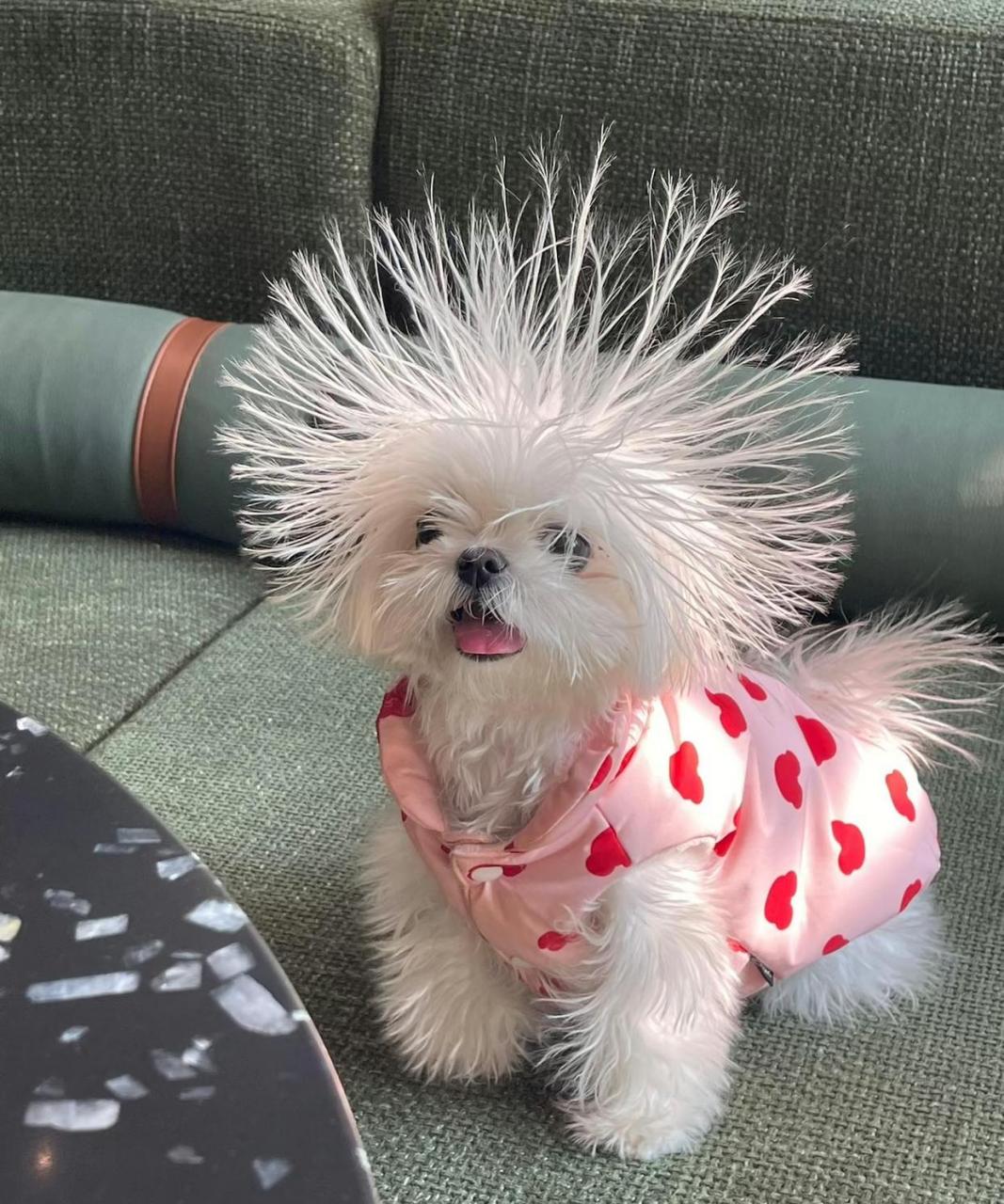 这发型是怎么搞的,都炸毛了