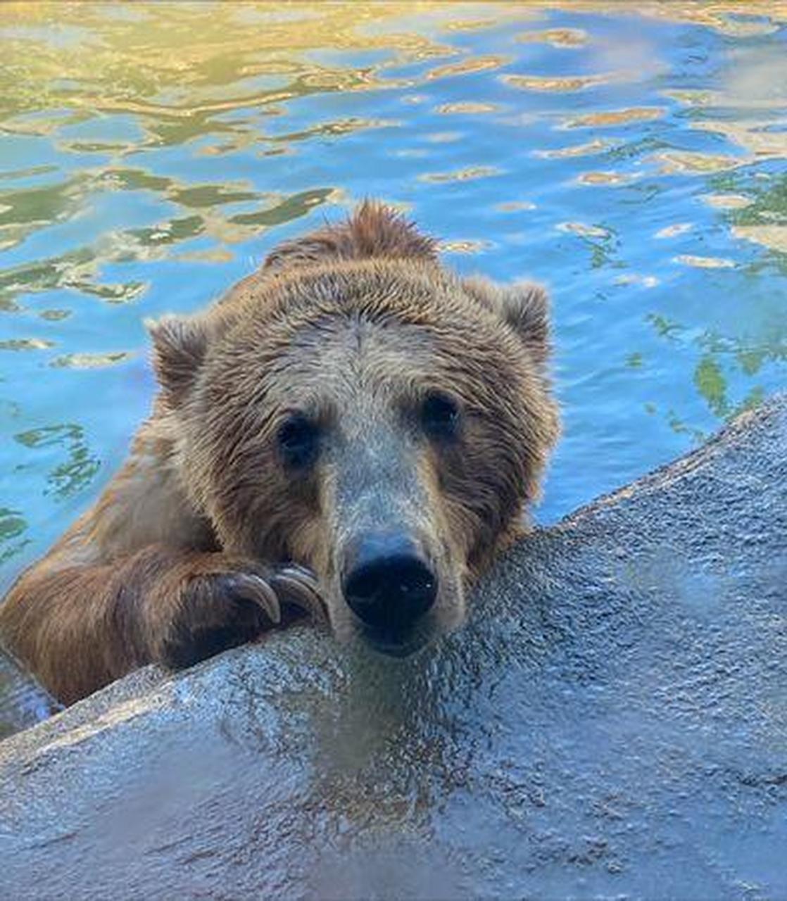 美國南卡羅來納州哥倫比亞的河岸動物園(riverbanks zoo and garden)1