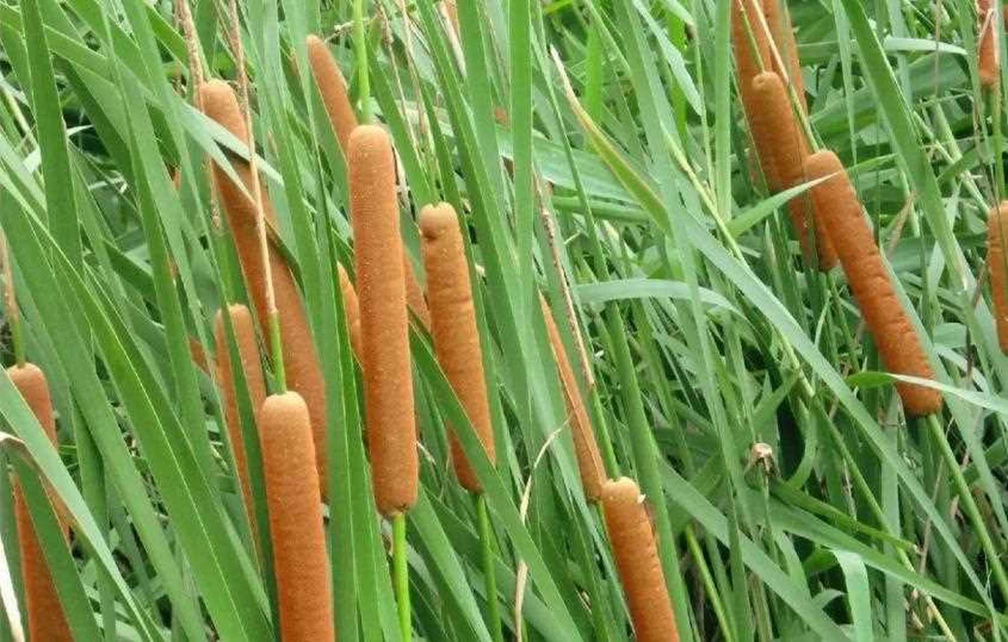 别急,其实它可以吃的部分在水底下啦.