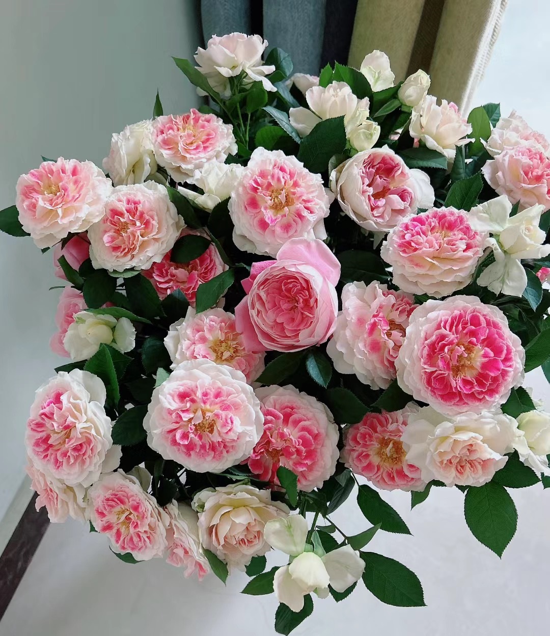 来带大家认识一个没啥缺点的品种——根西月季,又名假日岛芍药,小灌木