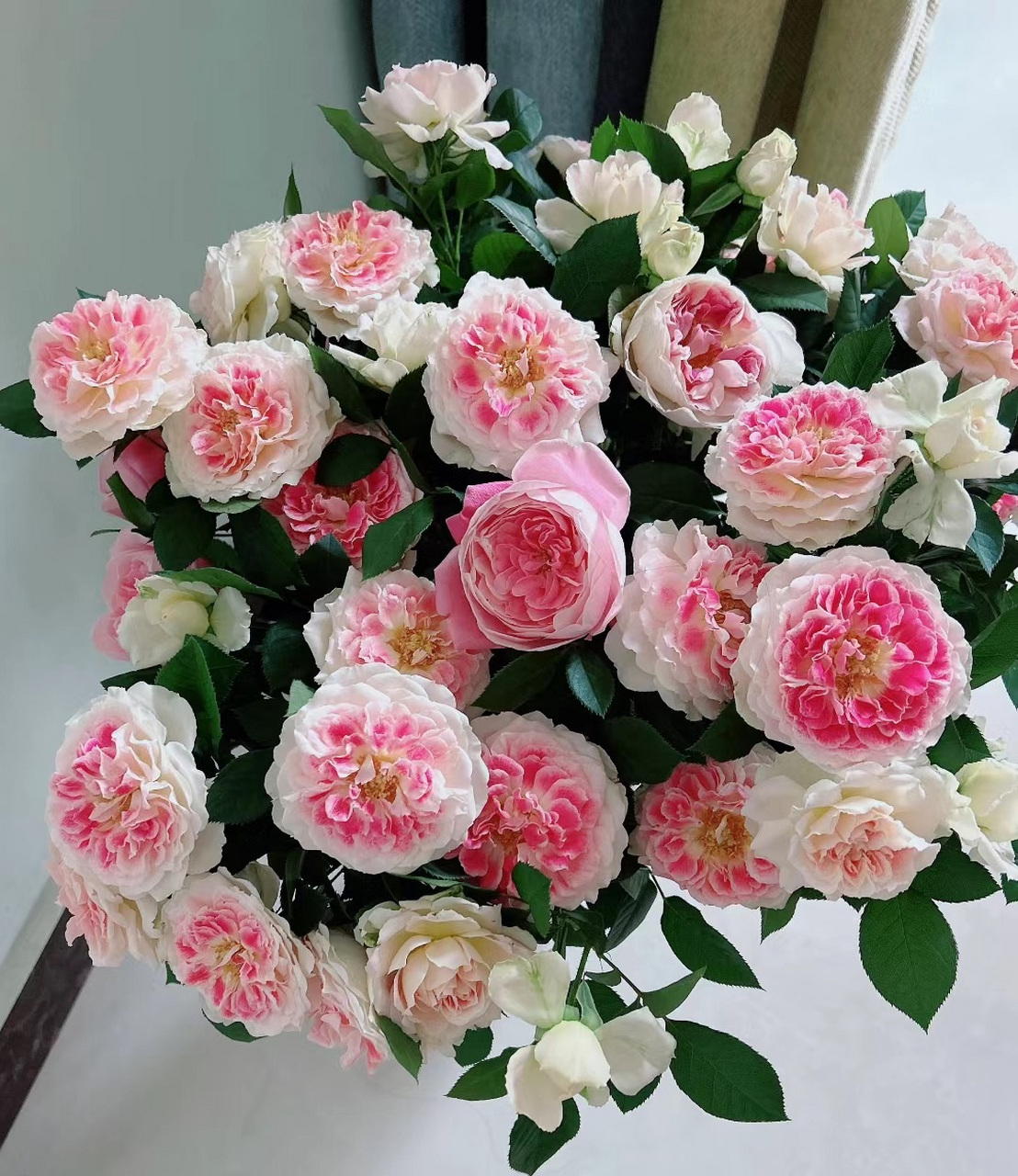 来带大家认识一个没啥缺点的品种——根西月季,又名假日岛芍药,小灌木