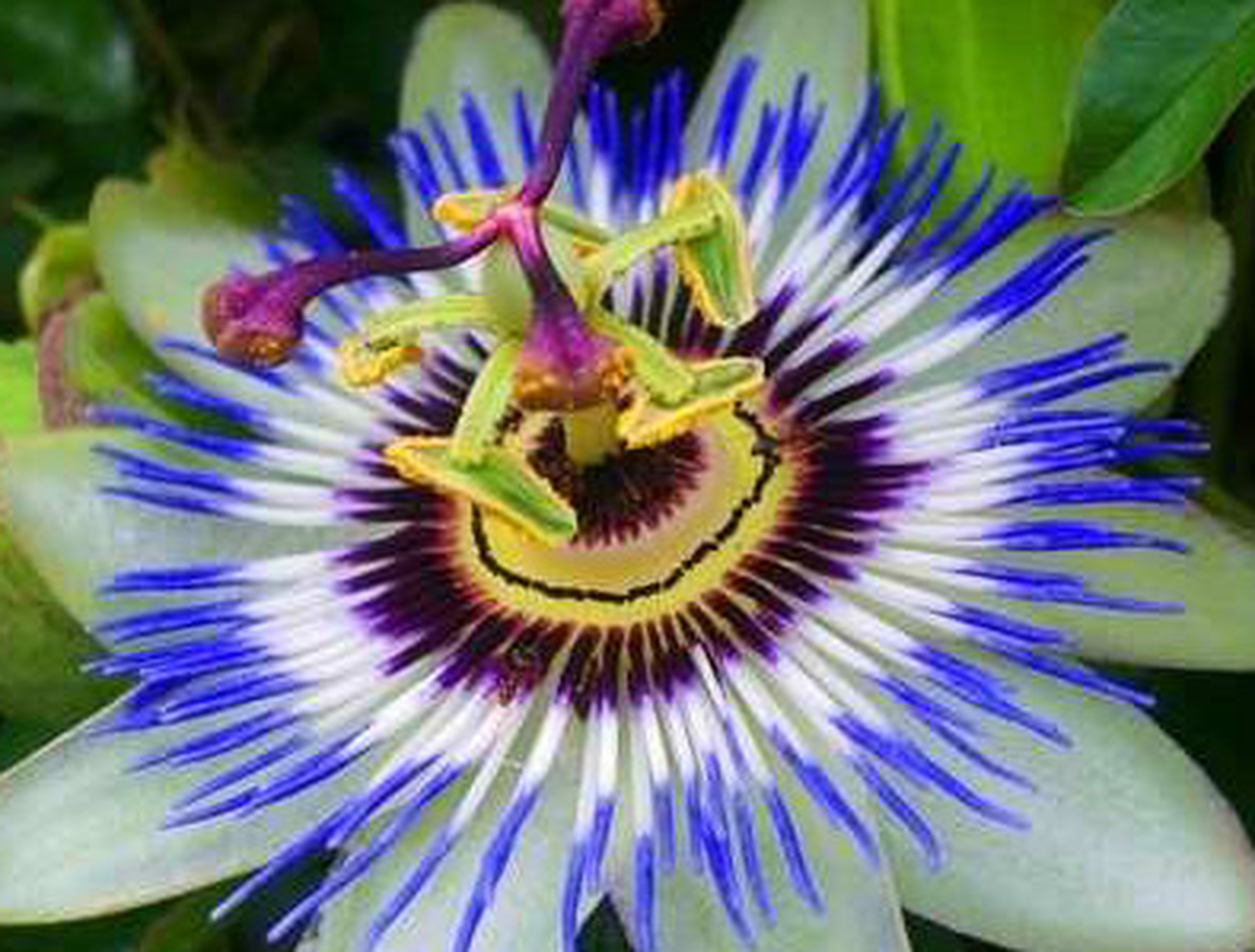 时钟花 生长习性和养殖技巧  时钟花养殖,一年四季都能观赏到它美丽的