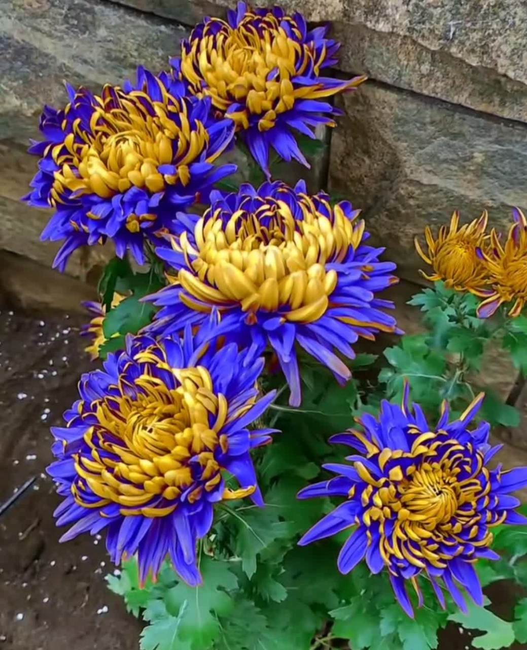 多么美丽的蓝菊花啊![大笑][开心]哈哈哈#搞笑