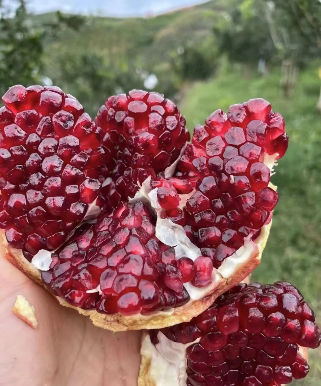 软籽石榴,又名"冰糖石榴",是石榴的一种,以其果仁柔软,甜度高且无籽的