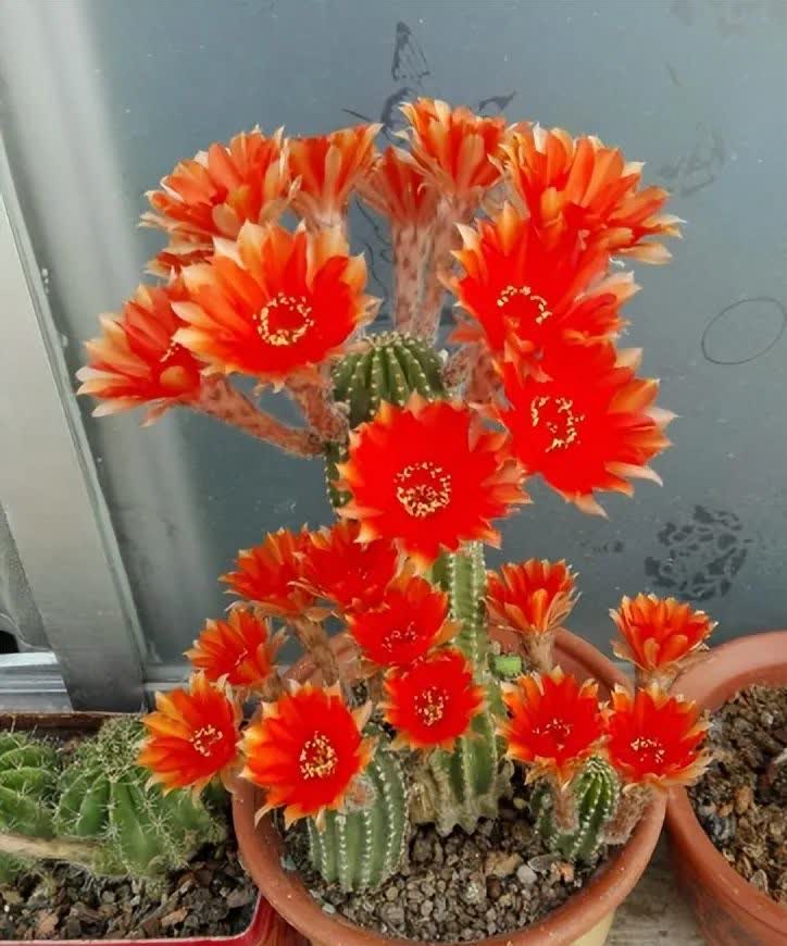 但无论哪种仙人掌想要开花,都必须保证充足的