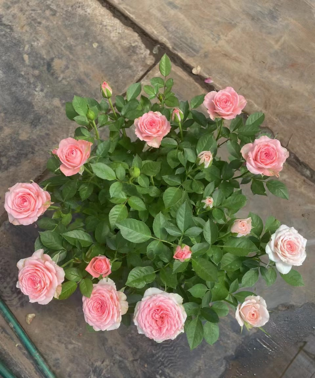 的月季的花友,给大家推荐一个很值得养的品种——仙度瑞拉,微型月季