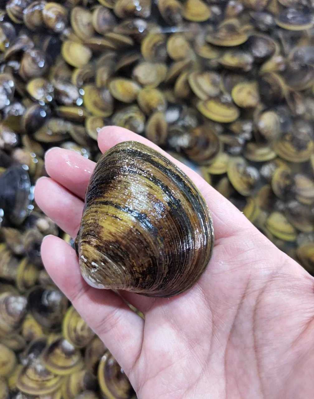 【蚬与】这段时间拍到两个咸淡水河口贝类的市场图,红树蚬(图1前),大