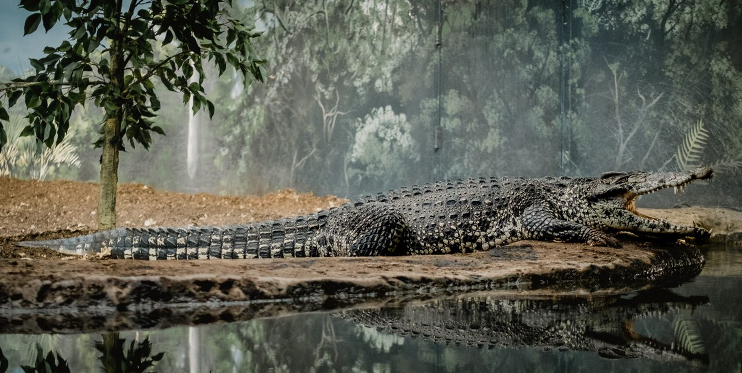 地球上最凶猛的动物 鳄鱼(代表是湾鳄)湾鳄也叫澳大利亚咸水鳄,是现存