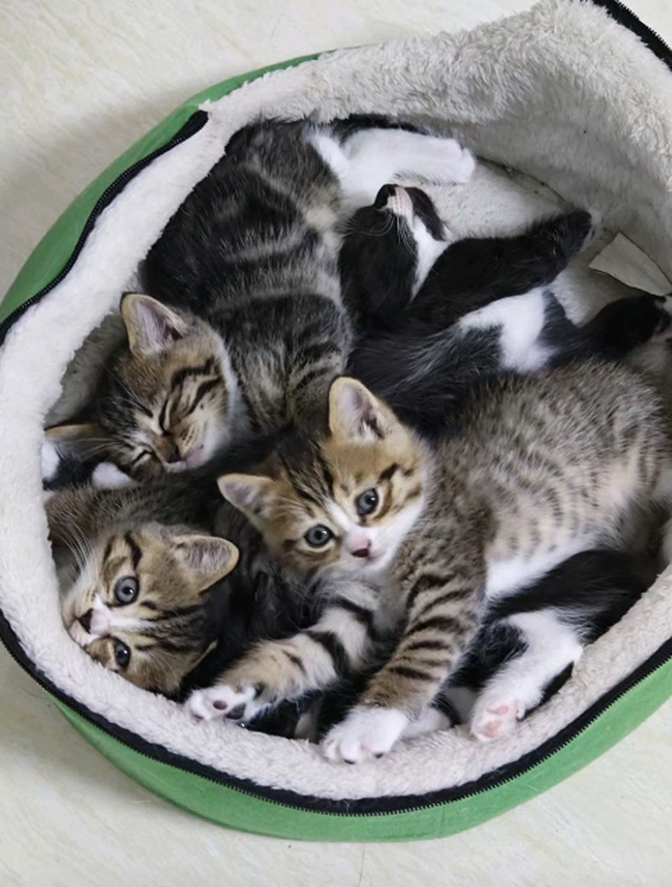 满满一窝小猫,以后有的是地方花钱了