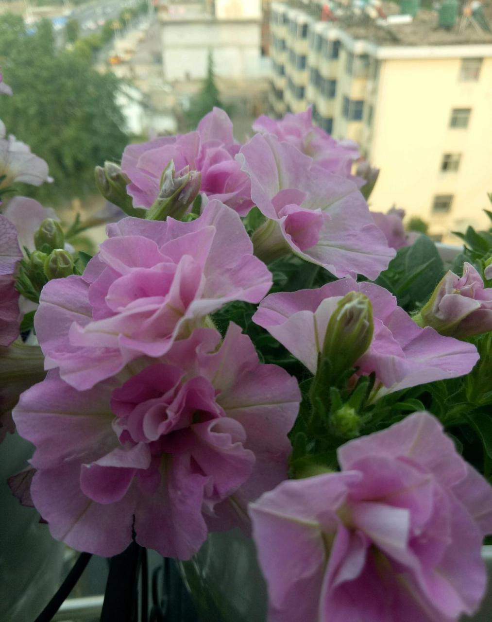 养棵超级矮牵牛吧!