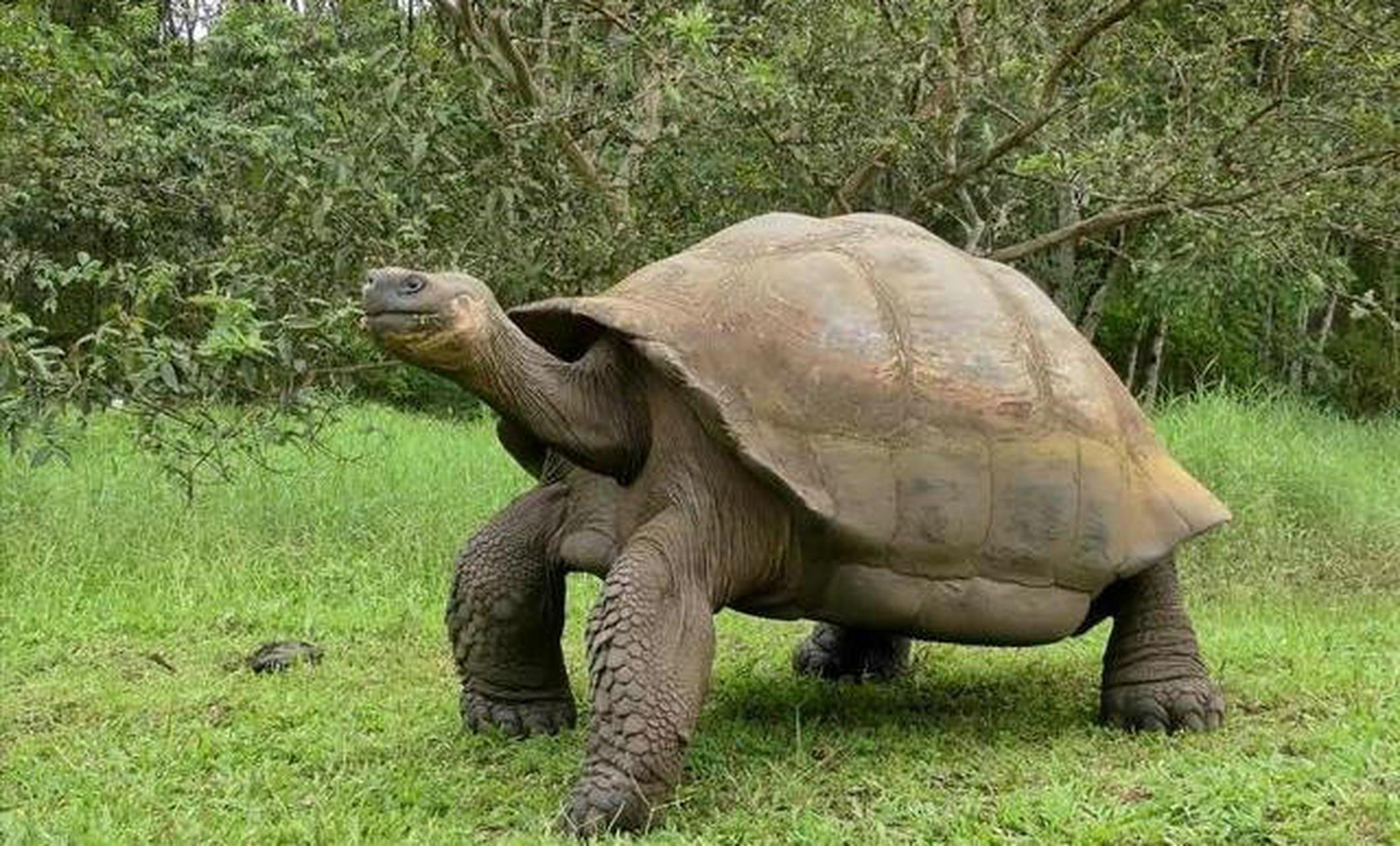 加拉帕戈斯陆龟每天大约有16个小时的时间在睡觉,而且新陈代谢非常