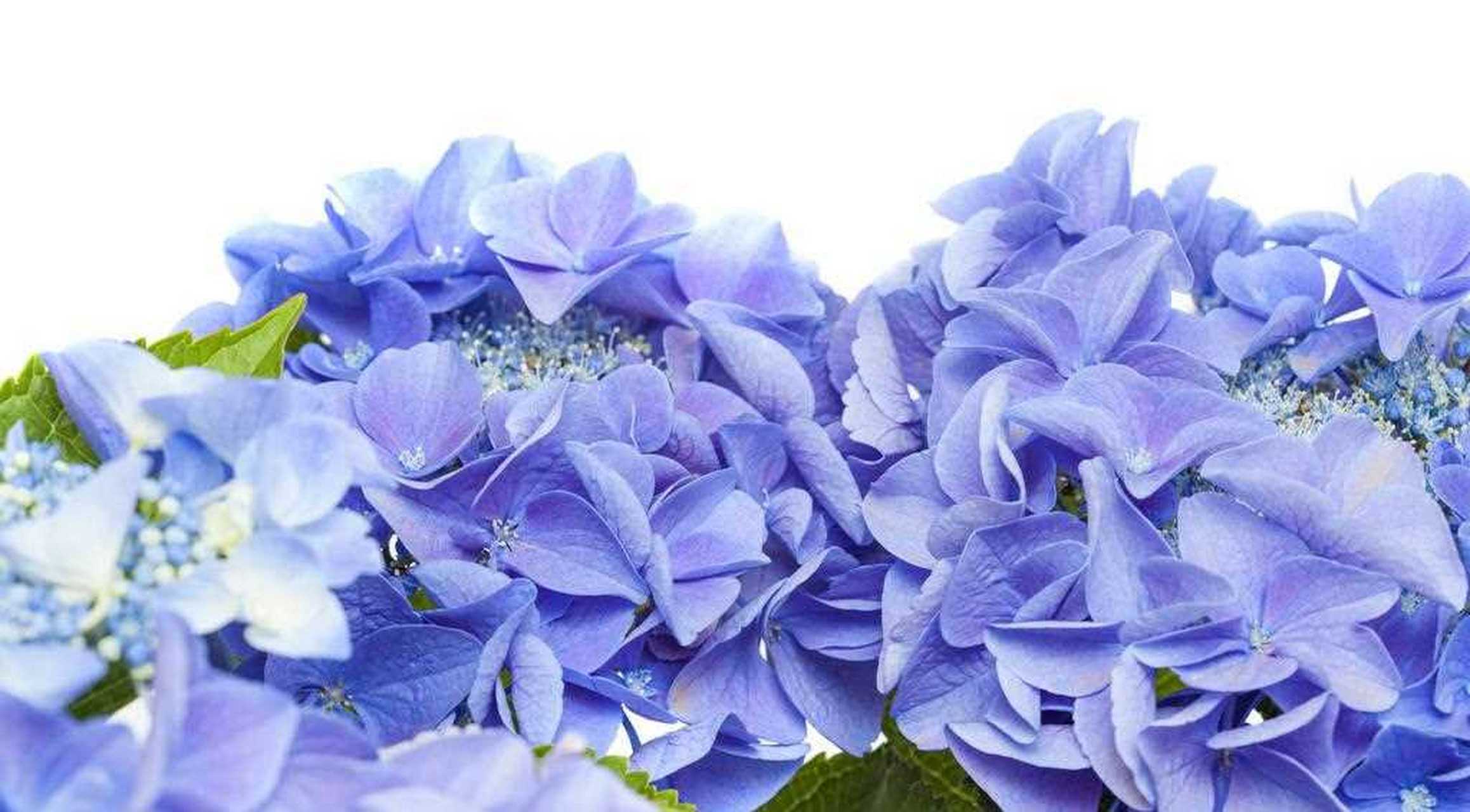 福禄考又叫福寿花,小海蓝色绣球,是一种多年生长 常绿植物而且耐低温