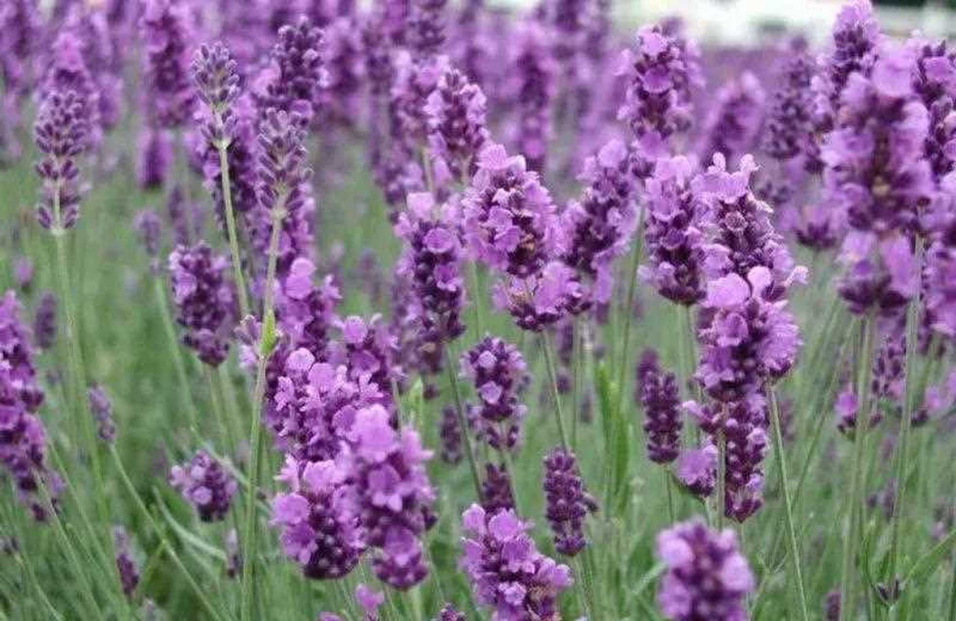 薰衣草又叫蓝香花 ,属于唇形科薰衣草属.