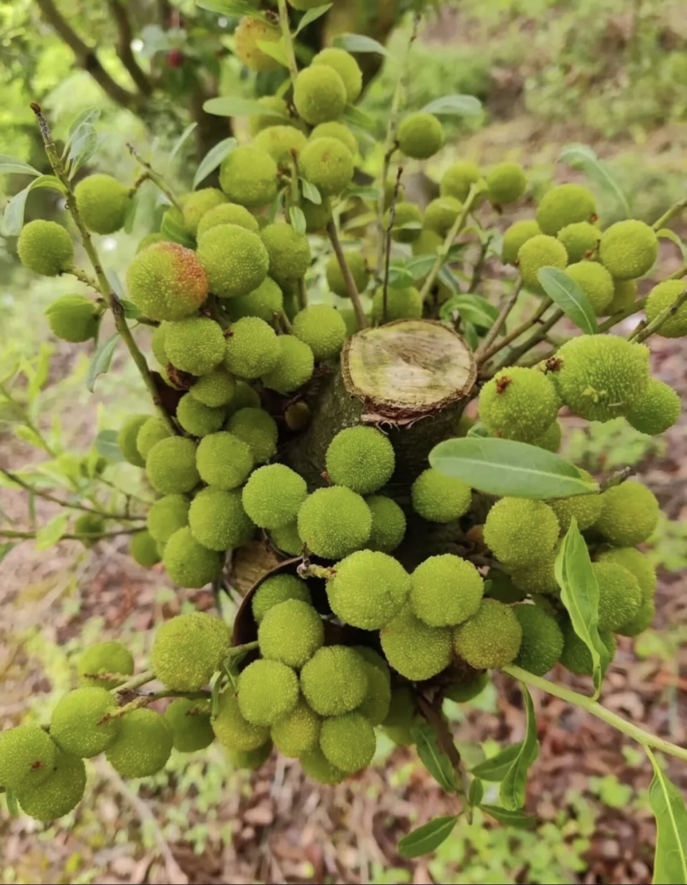 网友:这杨梅有点不懂事,一颗都没熟!