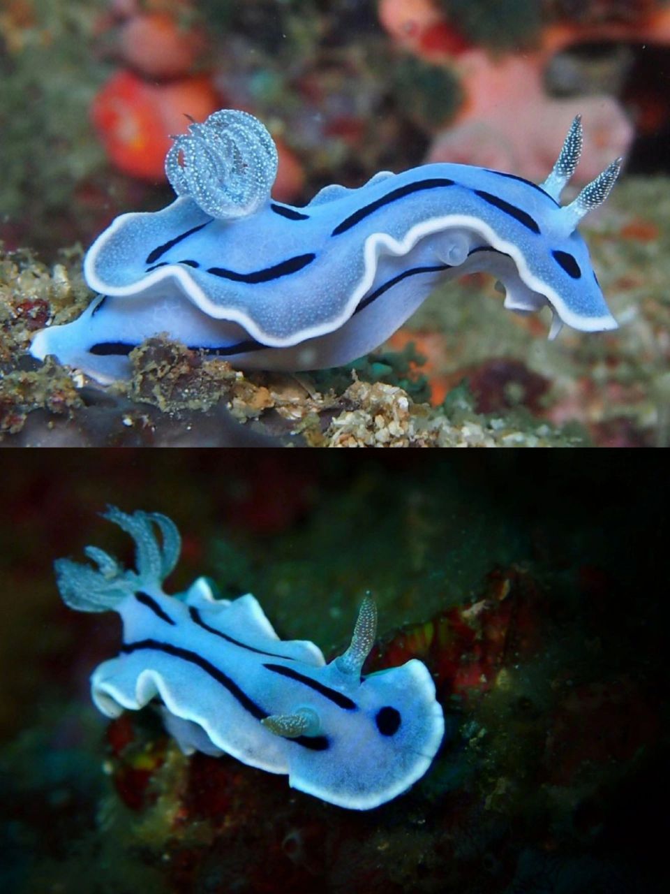 海里多姿多彩的海蛞蝓 海蛞蝓喜欢在海水清澈,水流畅通,海藻丛生的环