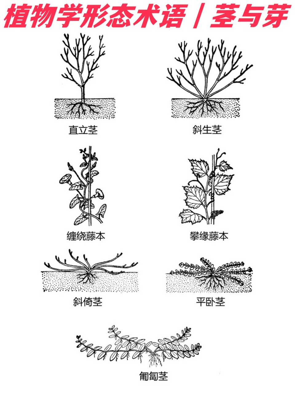 植株示意图图片