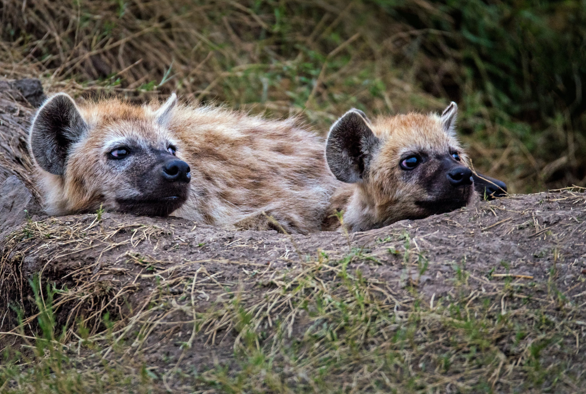 记录大自然的动物世界# 在非洲的草原上,两只鬣狗趴在自己的洞口