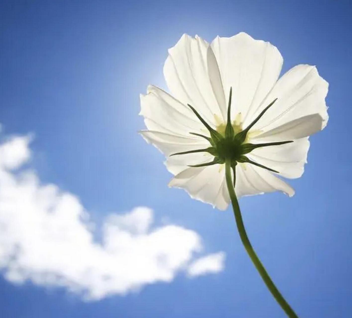 优雅的人生,就是要用一颗平静的心,平和的心境,平淡的生活方式,滋养