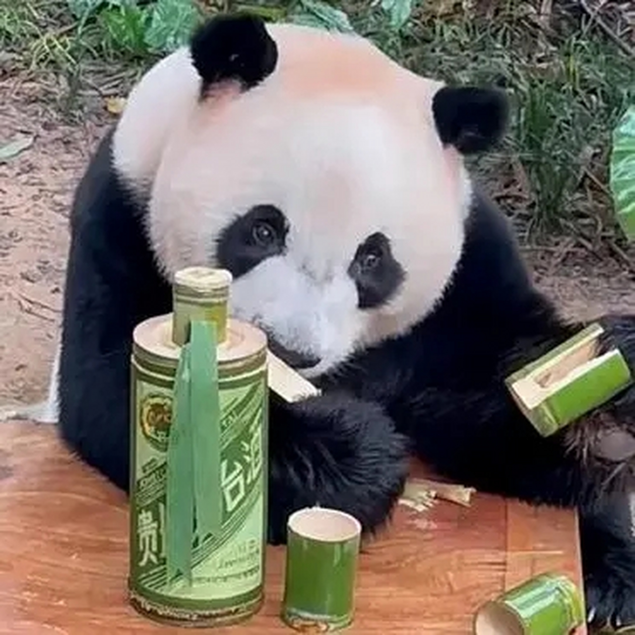 熊猫抱竹茅台酒图片图片