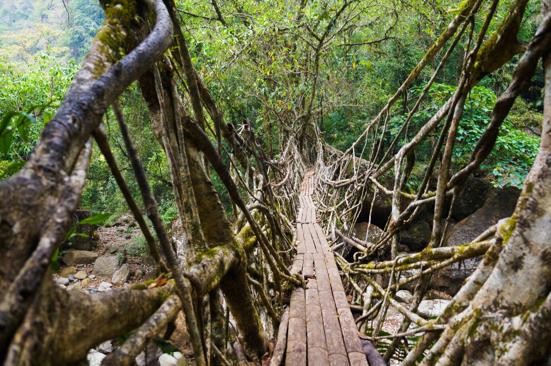 印度的活根桥,树根缠绕在一起,建造一座需要30年,却能用几百年.