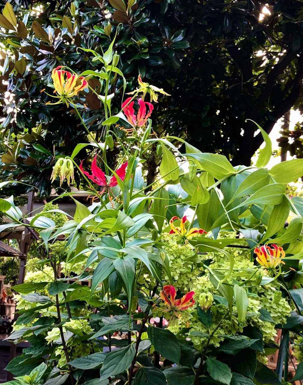 嘉兰百合的花语图片