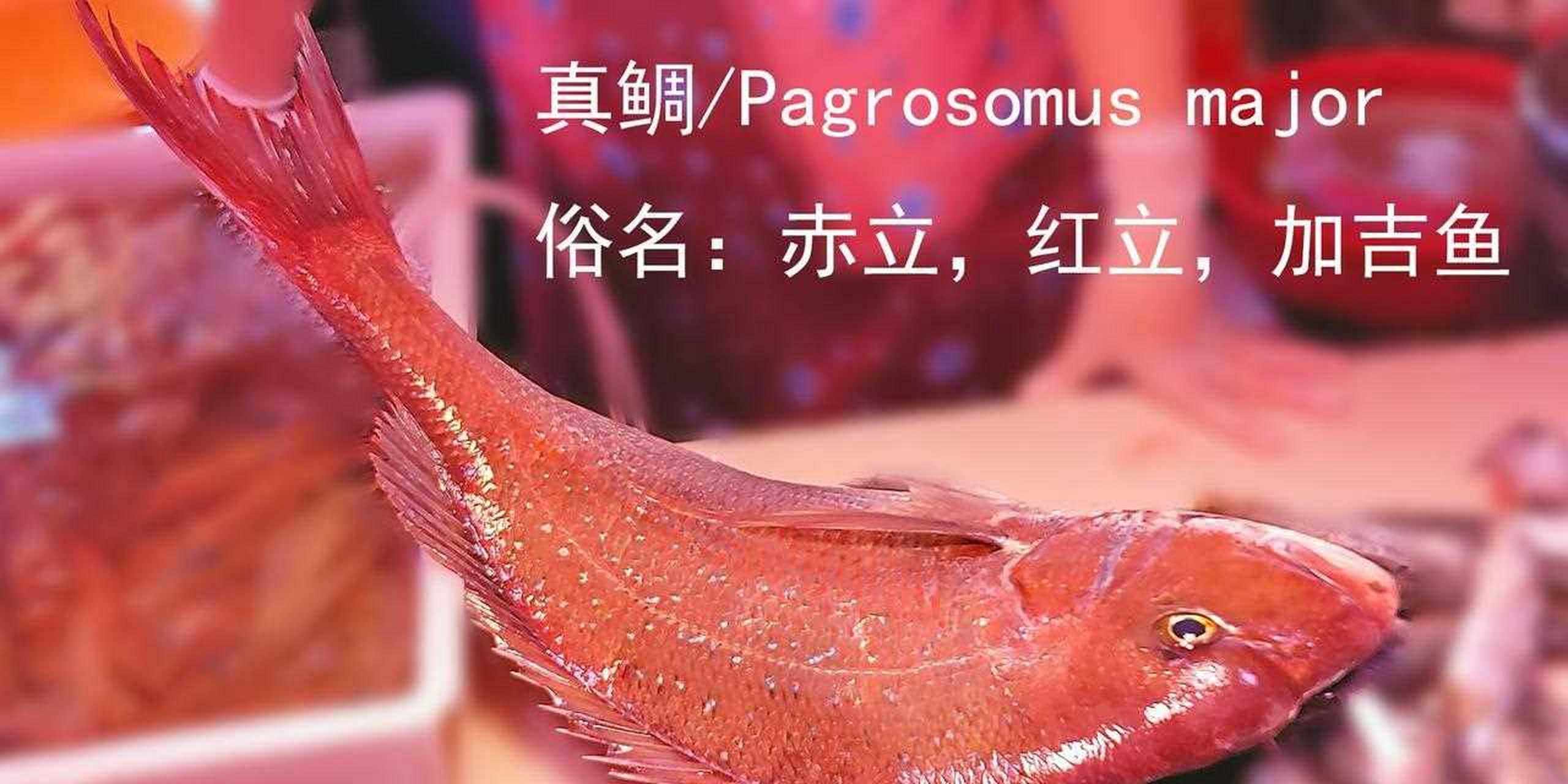 市场博物:湛江遂溪城内市场