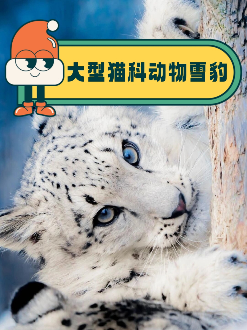 雪豹猫价位图片