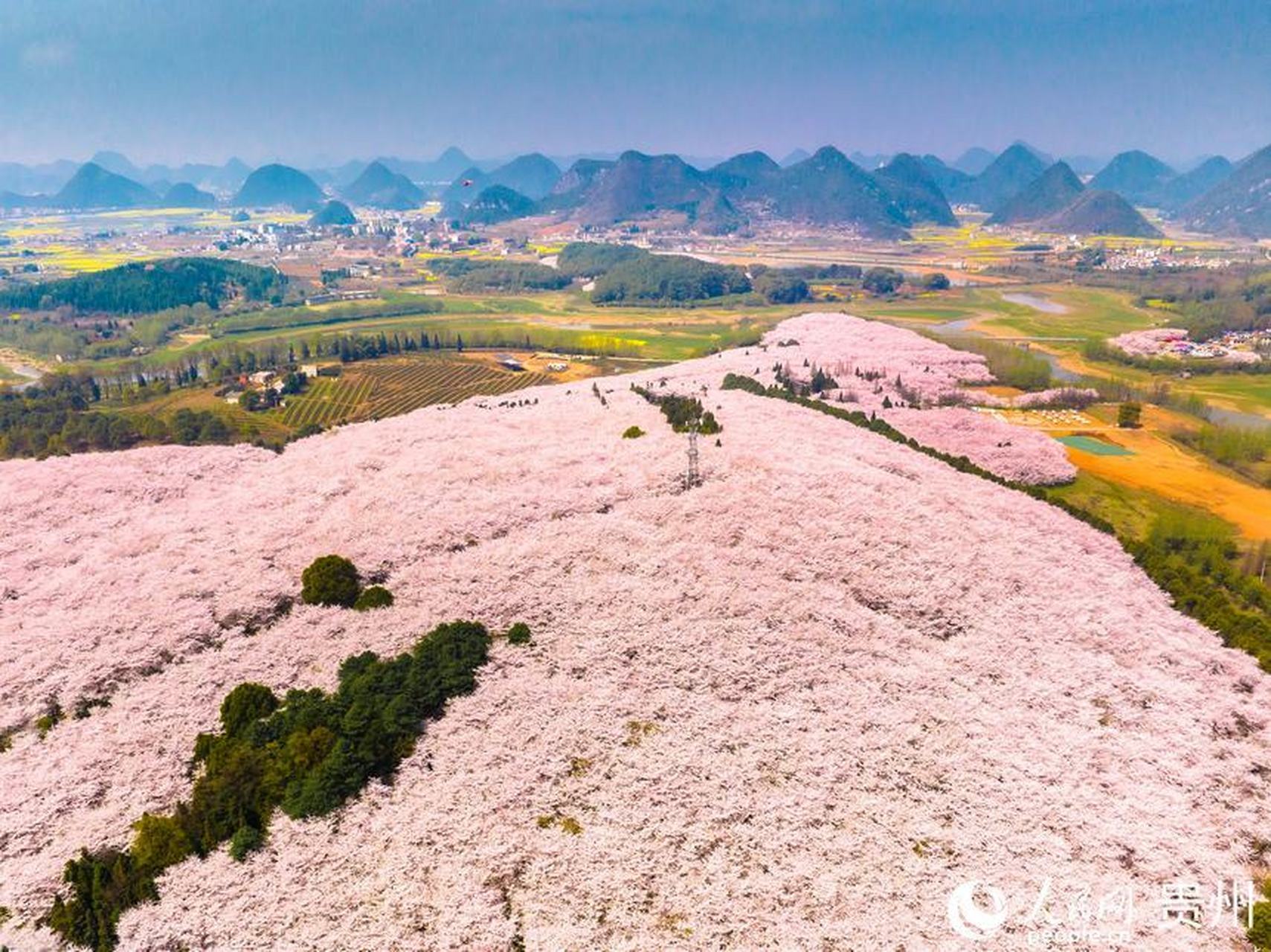 贵阳平坝农场樱花图片