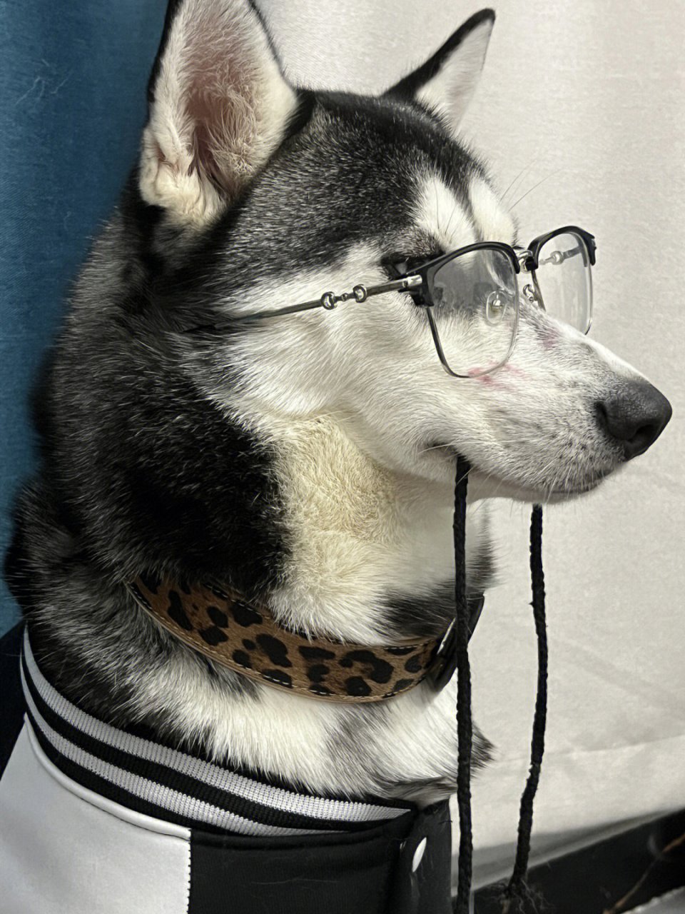 有人说戴眼镜看着会家暴?