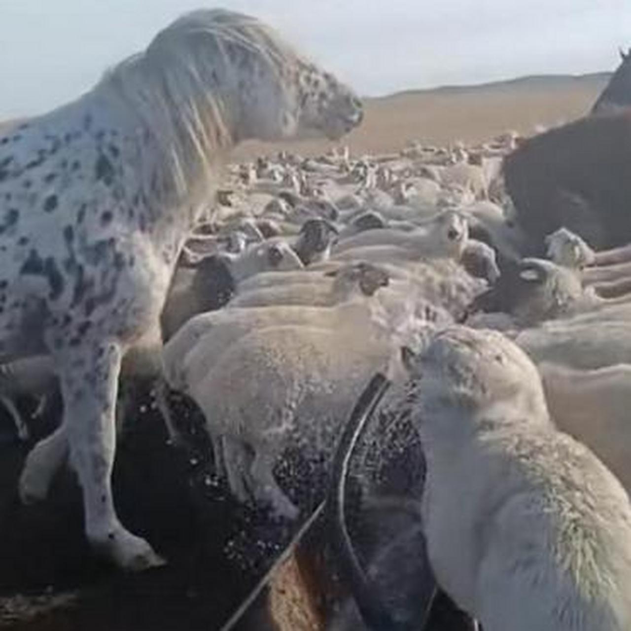 羊和马抢水喝,直接被来了个咬摔,马儿教你如何做羊!