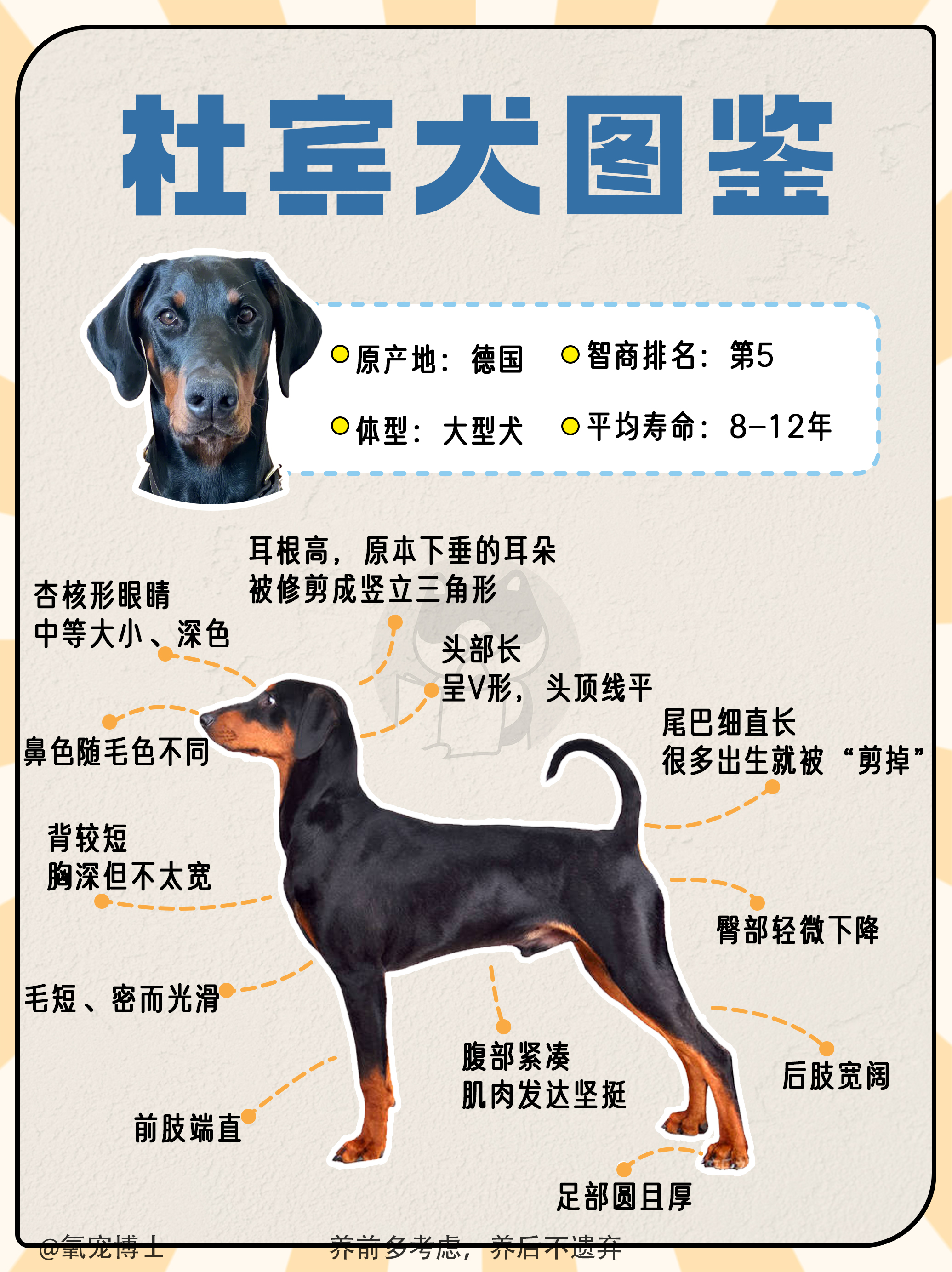 马犬杜克简介图片