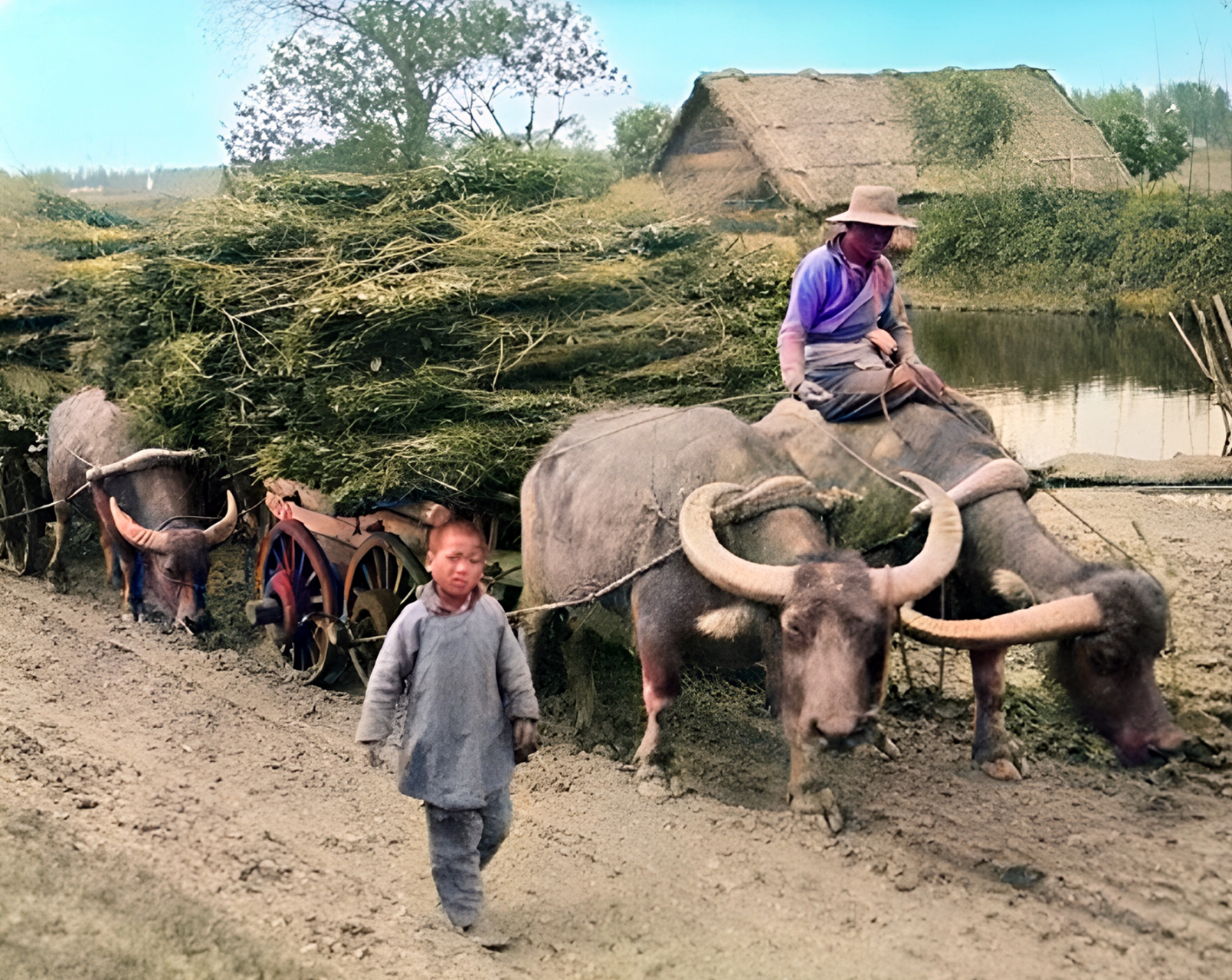1918年,浙江杭州,一位农民驾驭水牛车拉柴草.两头水牛拉着一辆排车.与